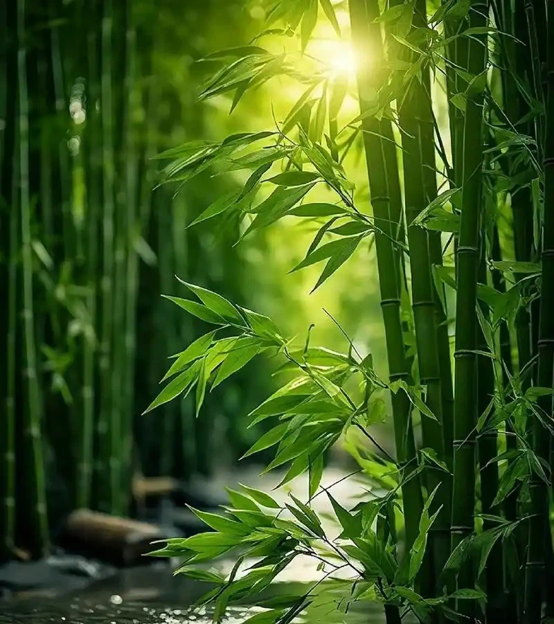 Kyoto's Bamboo Lantern Path Lights Up Duitse kerstmarkten