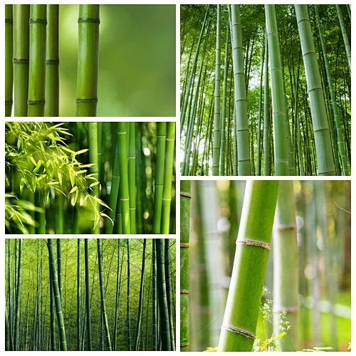 VN klimaatstadiumvlekken Chinese bamboe - en wereldwijde kopers nemen nota